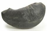 Large, Fossil Whale Ear Bone - South Carolina #325711-1